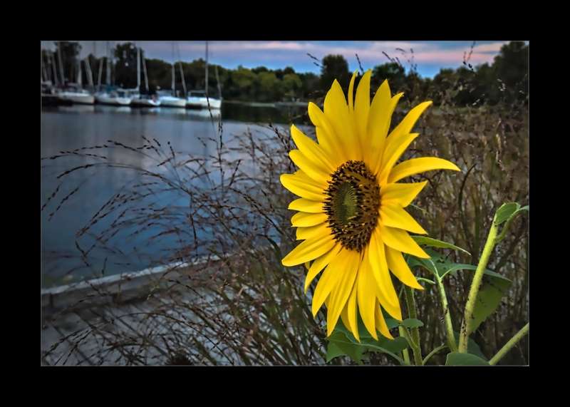 Sunflower at Ashbridge Bay- 01